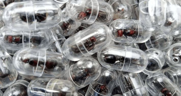 Chinese National Arrested Over Attempted Smuggling of Rare Queen Ants from Kenya